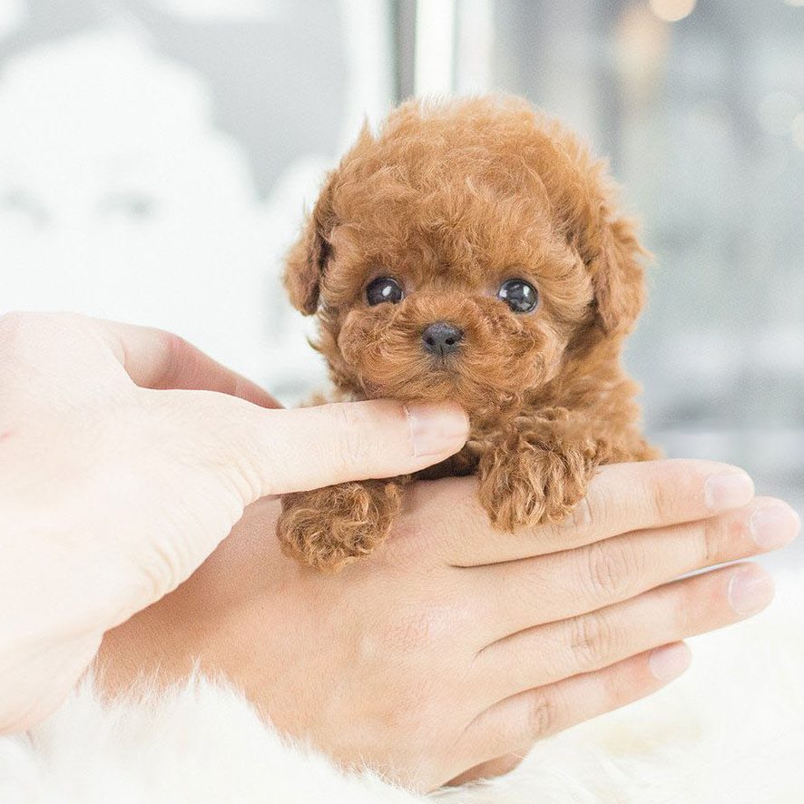 FurBuddy® | Realistisk valp, inga allergier