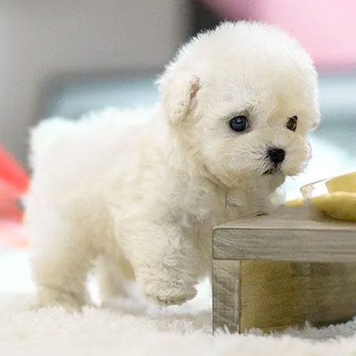 FurBuddy® | Realistisk valp, inga allergier