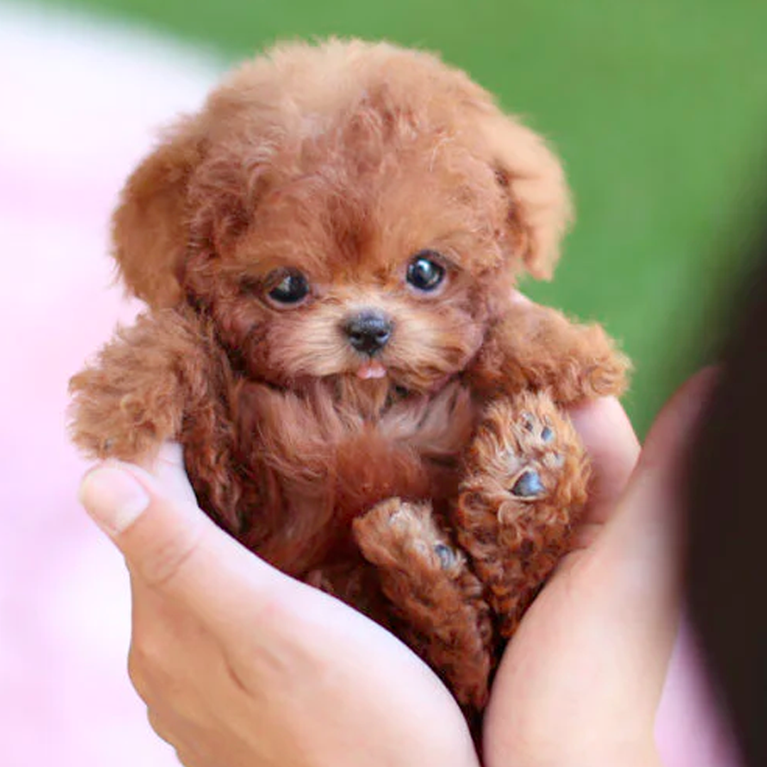 FurBuddy® | Realistisk valp, inga allergier