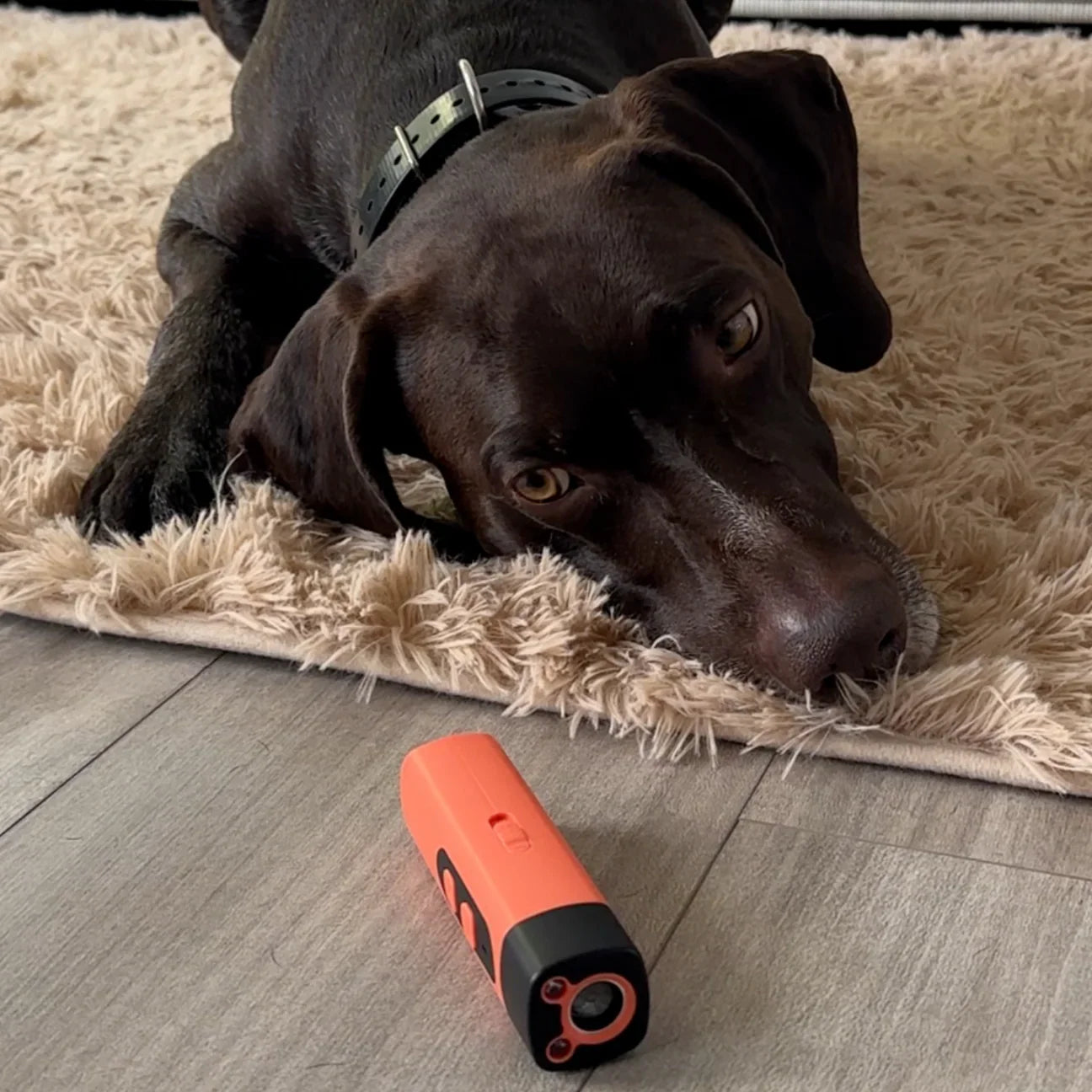 CalmPaw™ | Stoppa din hunds skällande med ett klick